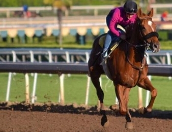 Alison Massin sera en selle à sept reprises à Deauville ce mercredi 1 mars