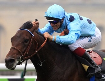 Almanzor entre au haras
