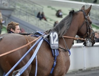 Amiral Sacha débutera son meeting d'hiver dans le Prix de Bretagne