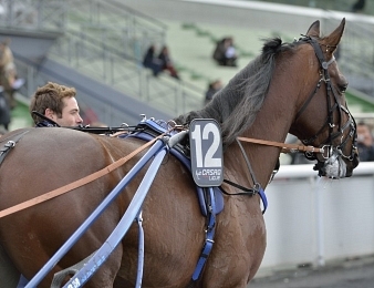 Amiral Sacha sera l'un des favoris du Prix Chambon P ce vendredi 2 juin à Vincennes
