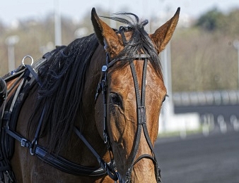Ampia Mede Sm devant Décoloration dans le Prix du Tréport