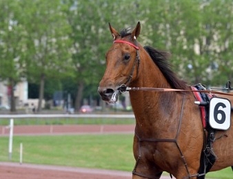 Aubrion du Gers conserve son titre