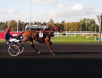 Aubrion du Gers n'a pas connu la défaite cet hiver à Vincennes