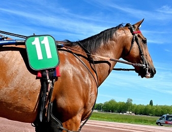 Aubrion du Gers n'a plus été vu à Vincennes depuis septembre 2018
