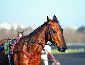 Aubrion du Gers sera au départ du Grand Prix d'Oslo ce dimanche 11 juin à Bjerke