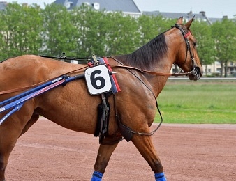 Aubrion du Gers signe un douzième succès consécutif
