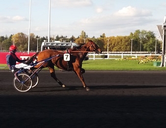 Aubrion du Gers trotte sur les traces de Rapide Lebel