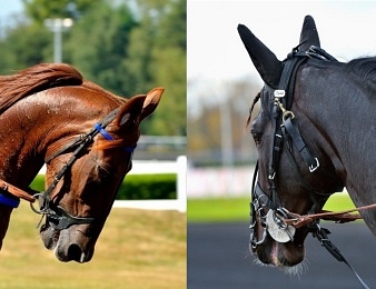 Bélina Josselyn et Bird Parker s'affronteront dans le Prix Kerjacques