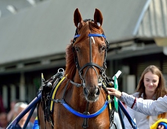 Belina Josselyn vise le doublé dans le Prix de France ce dimanche 10 février à Vincennes