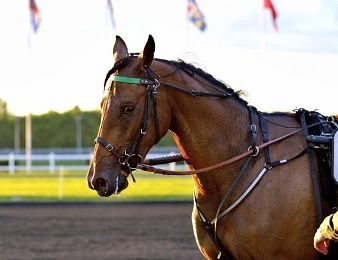 Billie de Montfort sera du voyage en Finlande