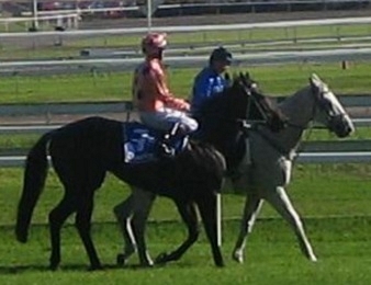 Black Caviar tire sa révérence