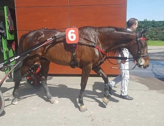 Bold Eagle s'impose de bout en bout