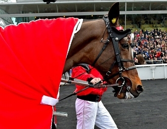 Bold Eagle sera au départ du Prix René Ballière ce dimanche 25 juin à Vincennes