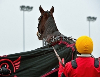 Bold Eagle sera le favori du Grand Prix d'Amérique 2017