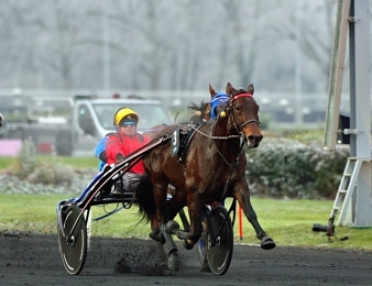 Bold Eagle tentera de remporter le Grand Prix de Bourgogne ce dimanche à Vincennes