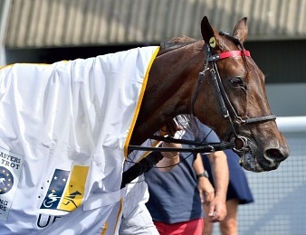 Bold Eagle vise un quatrième sacre dans le Prix René Ballière
