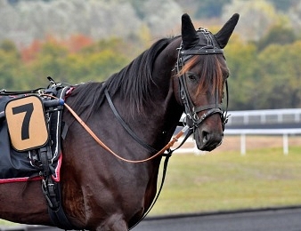 Briac Dark quitte la scène hippique
