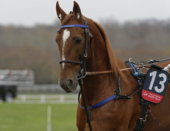 Carat Williams de retour au trot monté
