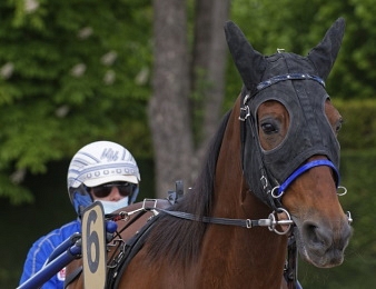 Ce Bello Romain conserve son titre dans le Critérium de Vitesse d'Argentan !