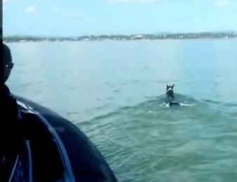 Cheval de courses, Rebel Rover s'est offert une baignade de 11 km...