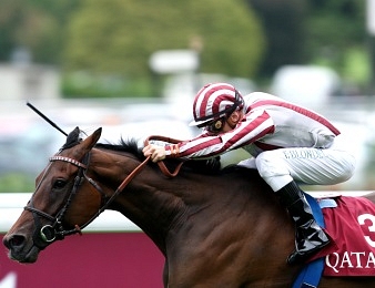 Cirrus des Aigles participera à la Hong Kong Cup