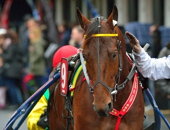 Davidson du Pont est un bon point d'appui dans le Prix de Belgique