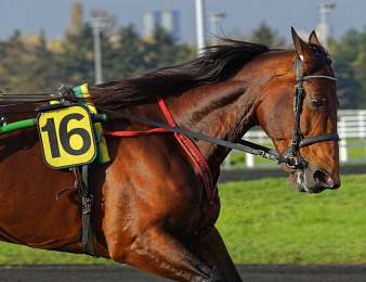Davidson du Pont sera en mode course dans le Prix de Bourgogne