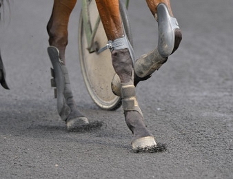 Déclaration obligatoire des chevaux plaqués au trot