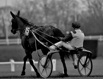 Disparition du Champion Ready Cash.