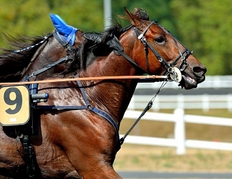 Django Riff remporte le Prix de Milan ce samedi 29 juillet à Enghien