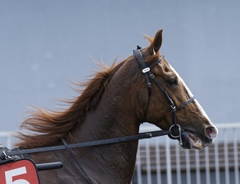 Dorgos de Guez rejoint la Stall Hamre