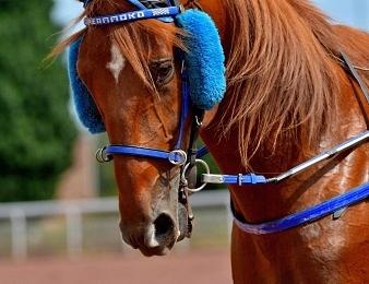 Dreammoko domine Makethemark et Diamanten