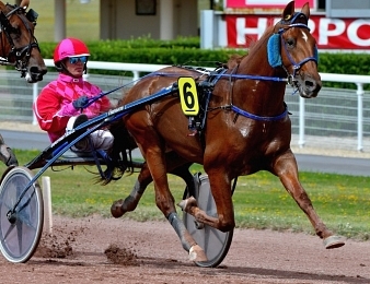 Dreammoko sera au départ de l'International Trot ce samedi 14 octobre à Yonkersa