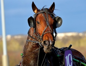 Enino du Pommereux sera le favori du Critérium des 5 ans