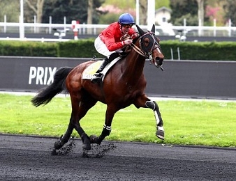 Fado du Chêne sera au départ du Prix des Elites ce dimanche 30 à Vincennes