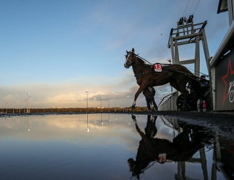 Fin de carrière pour Just Love You.