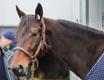 Frank Gio sera le plus jeune au départ de ce Prix de Belgique 2026.