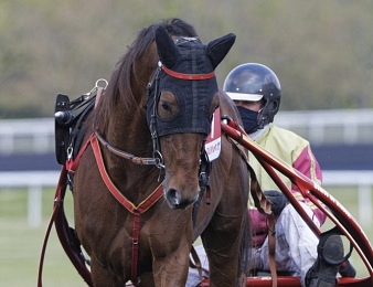 Gelati Cut sera l'un des favoris au Critérium des 5 ans ce samedi 4 septembre à Vincennes.