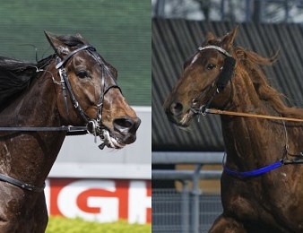 Hohneck et Galius confirmés au départ du Prix d'Amérique