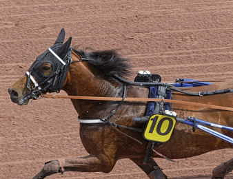 Horsy Dream repart à la conquête de la Suède