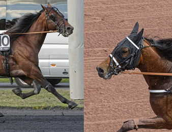 Idao de Tillard et Horsy Dream se retrouvent