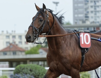Idao de Tillard remporte le Prix Ténor de Baune à Vincennes ce dimanche 24 décembre.