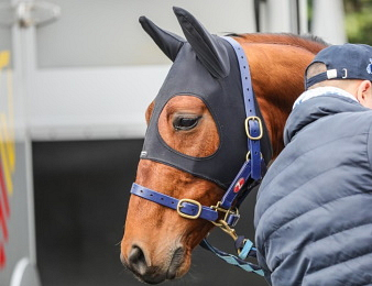 Igrec de Celland s'impose, Idao de Tillard Septième.