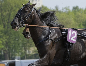 Izoard Vedaquais remporte le Prix des Ducs de Normandie ce samedi 11 mai à Caen.