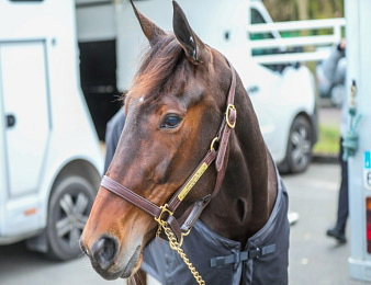 Joviality invitée de l'Elitloppet 2024.