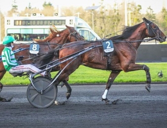 Jushua Tree impérial dans le Prix de Croix ce samedi 13 janvier à Vincennes.