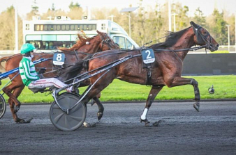 Jushua Tree sera au départ du Critérium des 5 ans.