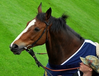 Kauto Star
