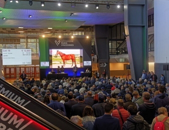 Ksar a été acheté aux ventes du Prix d'Amérique Arqana.