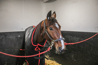 La Joyeuse Wicz brille dans le Prix Comte Pierre de Montesson